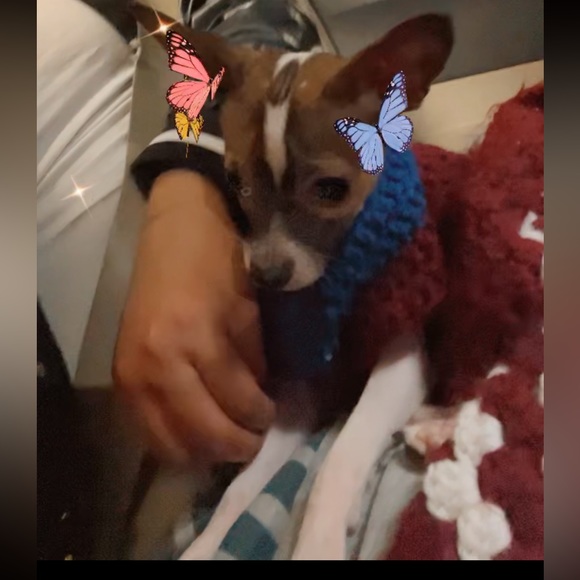 Moor and Lambchop they love their handmade crochet puppy blankets and sweatersπ - Picture 15 of 17